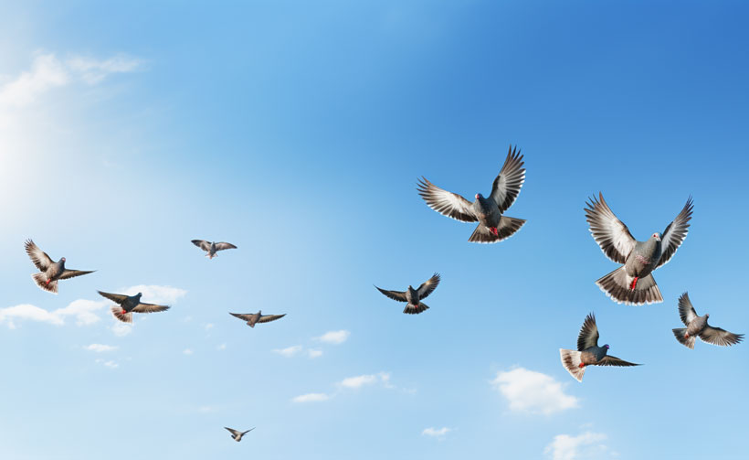 What Factors Affect a Pigeon’s Ability to Fly without Stopping