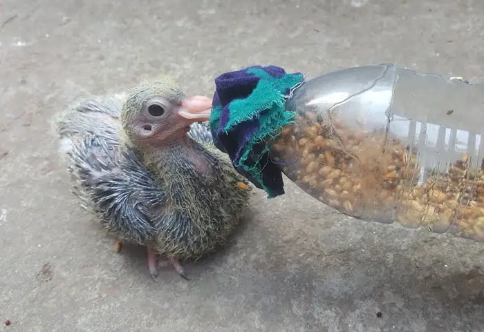 What do Baby Pigeons Eat