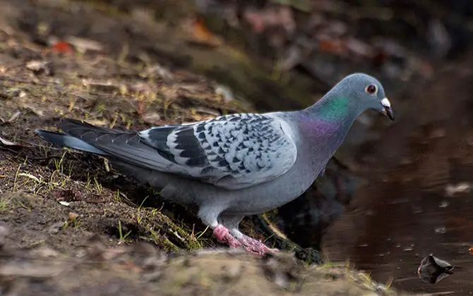 What to do if you find a banded pigeon