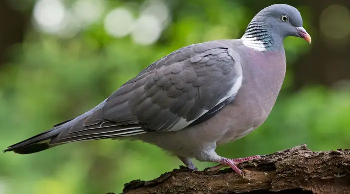 Wood pigeons