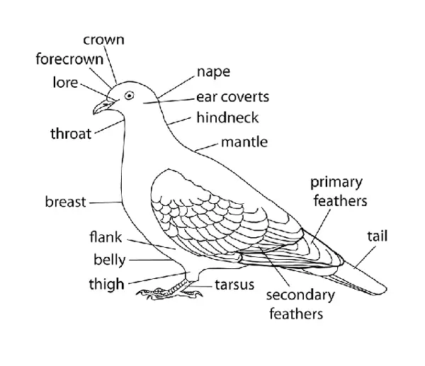 Anatomy of Pigeon Ears