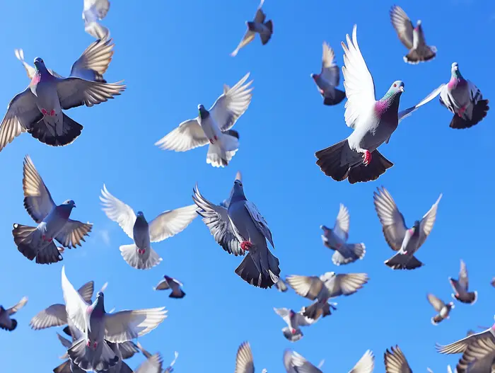 Art of Pigeon Training for Flying Competitions