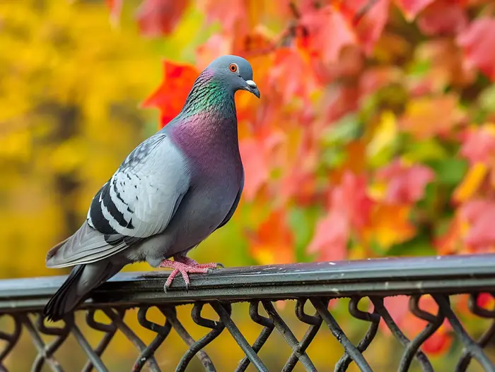 Importance of a balanced diet for pigeons
