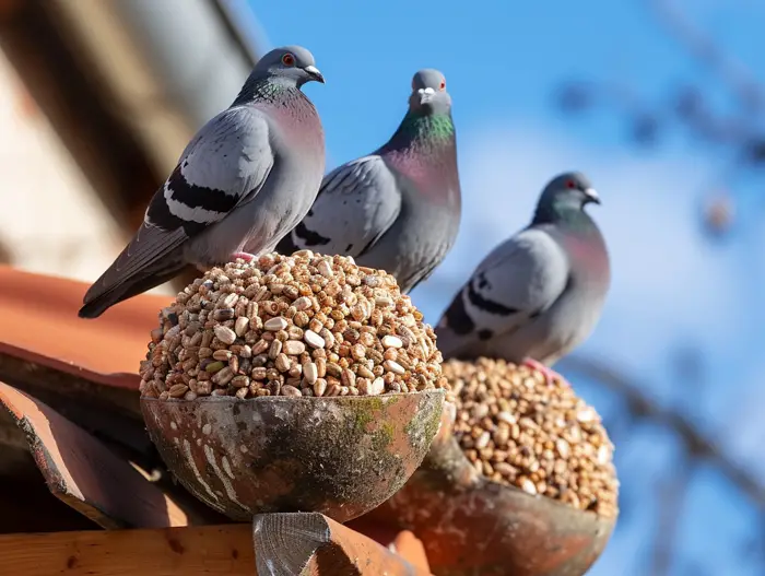Ingredients for Homemade Pigeon Diets